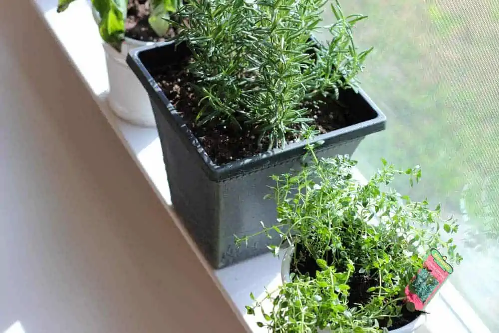 Growing an Indoor Herb Garden!