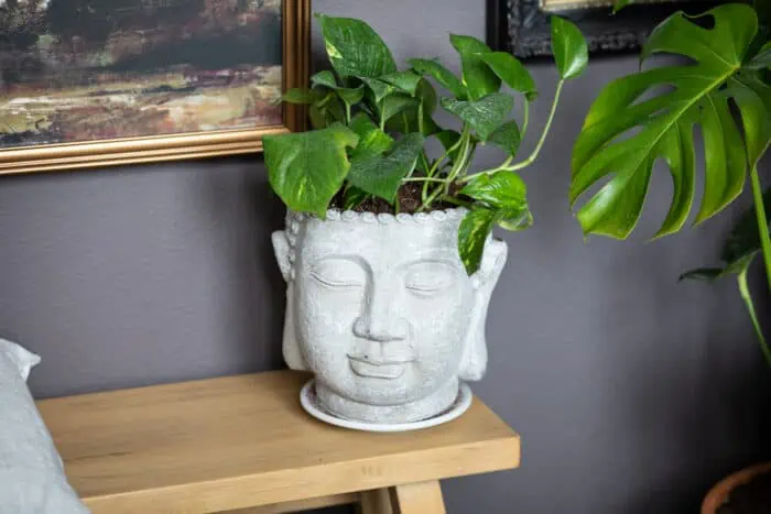 Plant in buddha statue
