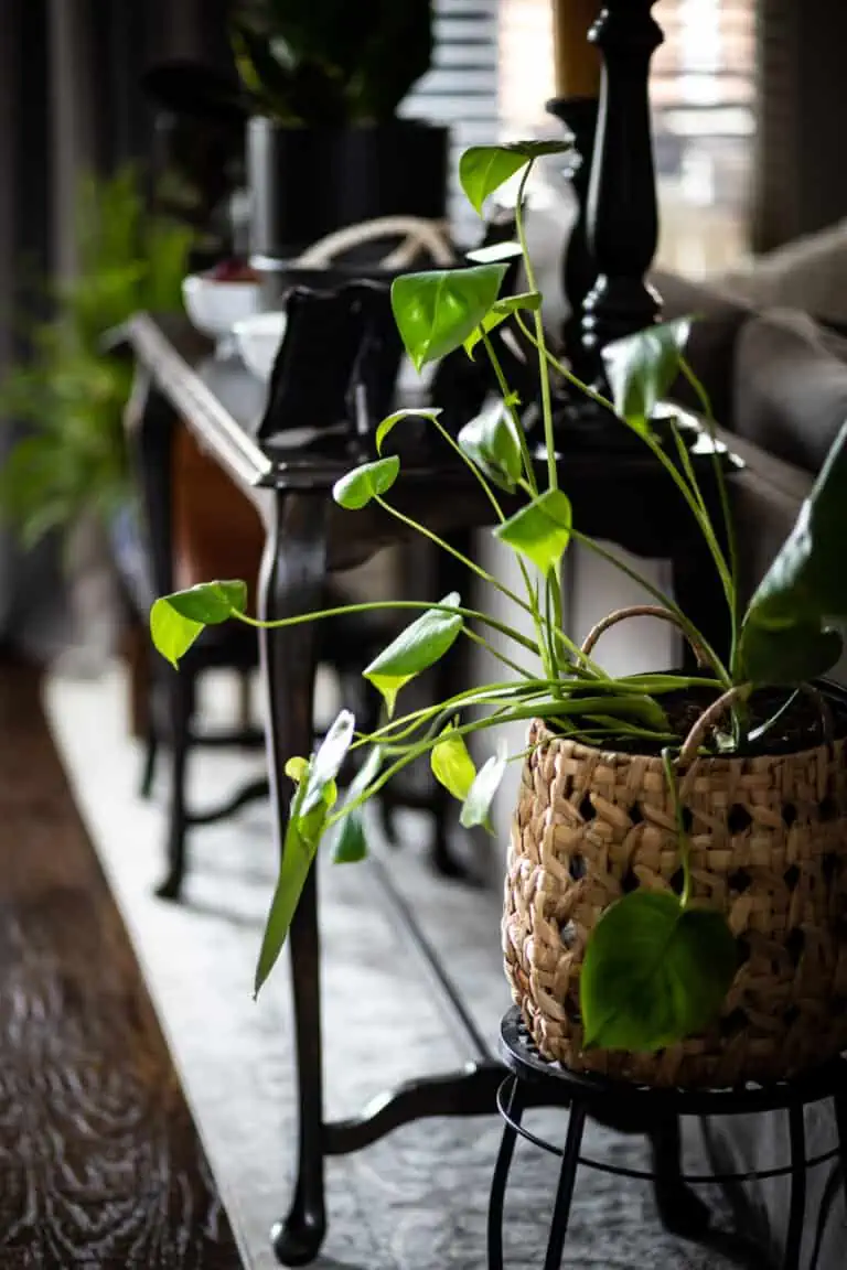 Plant Obsession: It’s Growing