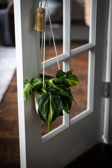 Plant hanging on door handle