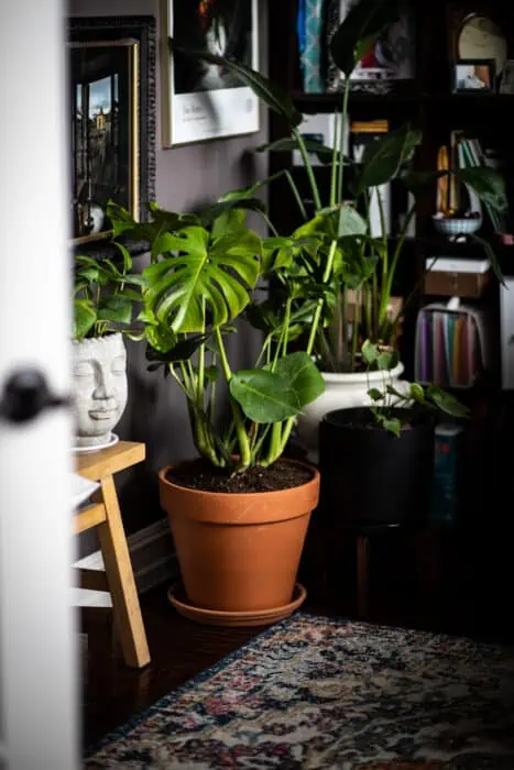 Photo of several plants clustered together in my office.